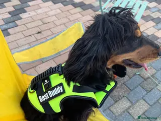 Cocker Spaniel dogs Cocker Spaniel - Advert 1