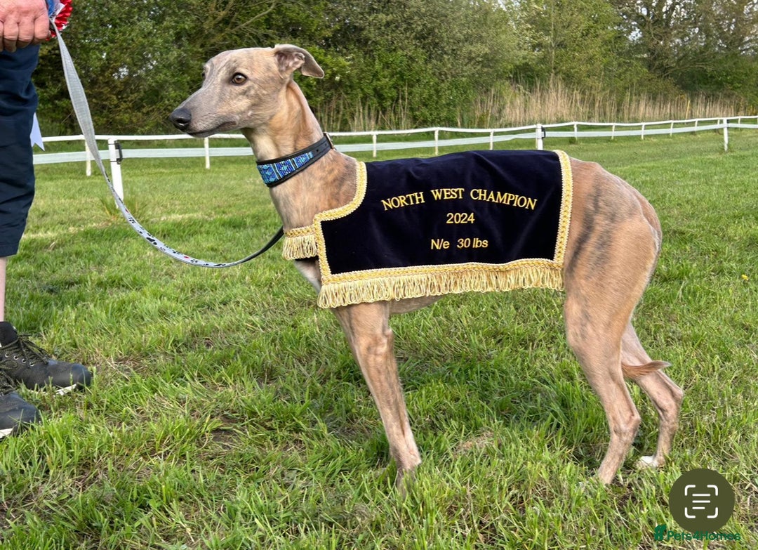 Whippet dogs for sale: 💙 Whippet Puppies – Beautiful Blue Litter 💙 - Image 18