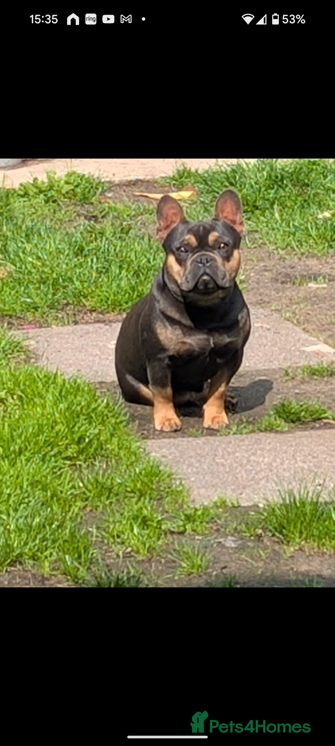 French Bulldog dogs for sale: Young male French bulldog  - Image 2