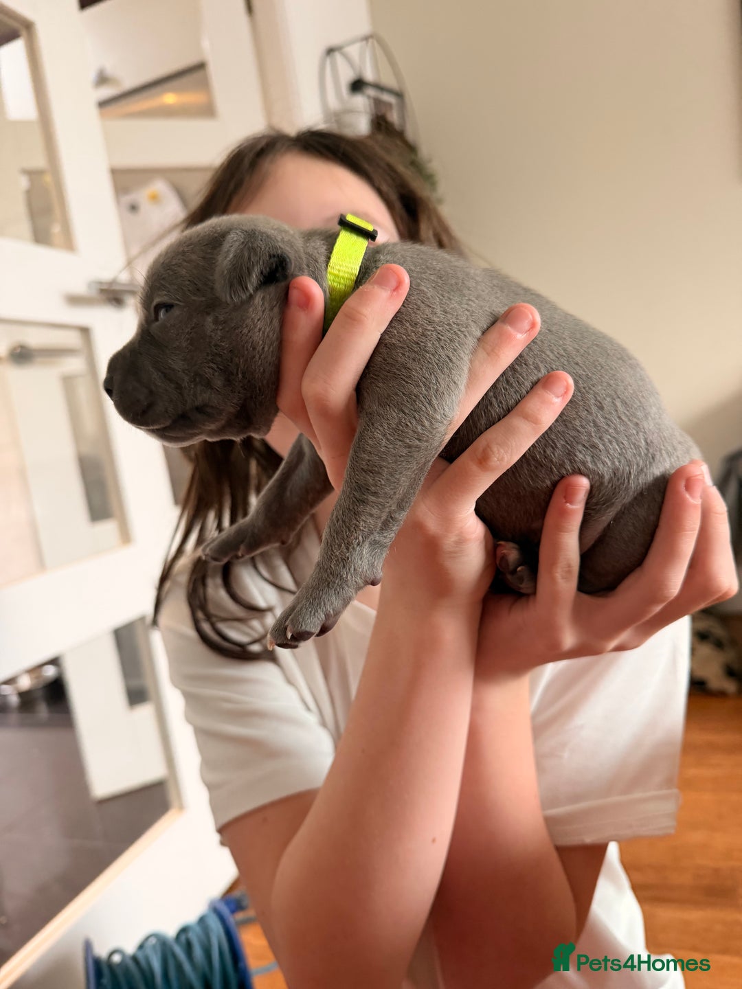 Staffordshire Bull Terrier dogs for sale: 💙Blue x Rare Fawn Staffordshire Bull Terrier Pups - Advert 20