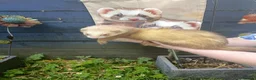 Ferret rodents for sale: Beautiful Ferret Kits for sale  - Advert 28