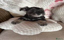 Miniature Schnauzer dogs for sale: Ready Now! miniature schnauzer puppies  - Image 13