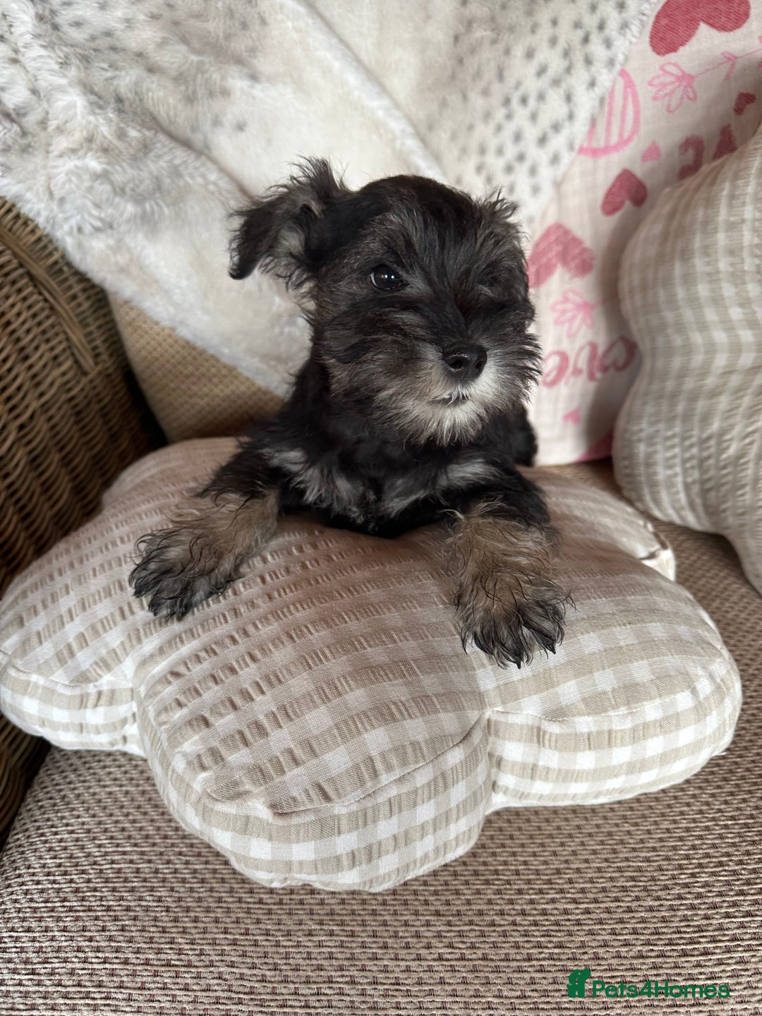 Miniature Schnauzer dogs for sale: Ready Now! miniature schnauzer puppies  - Image 13