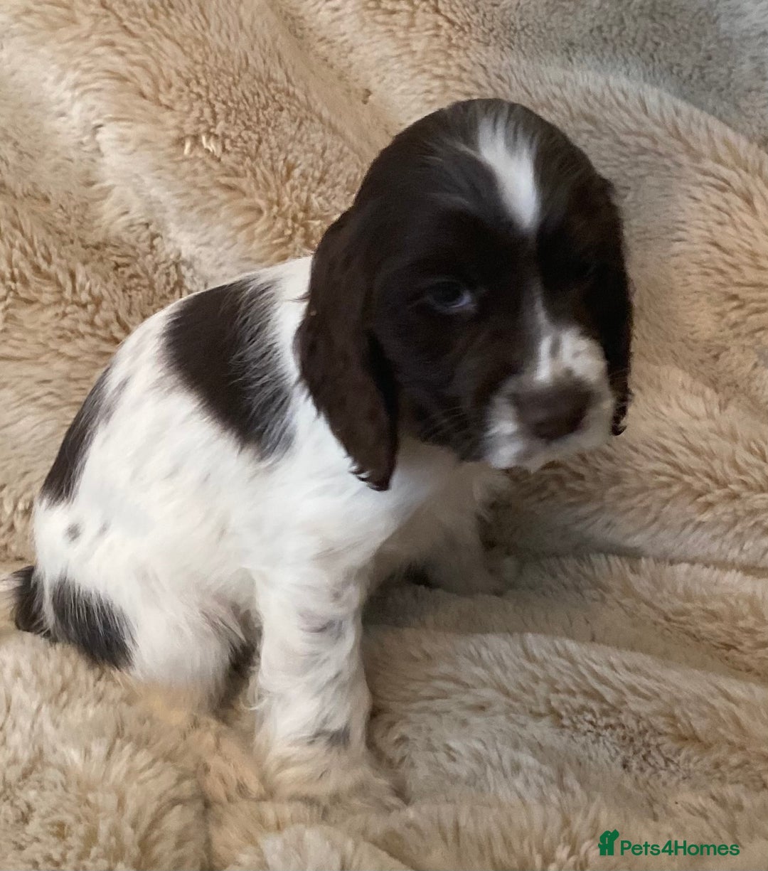 Cocker Spaniel dogs for sale: Adorable show cocker puppies - Image 3