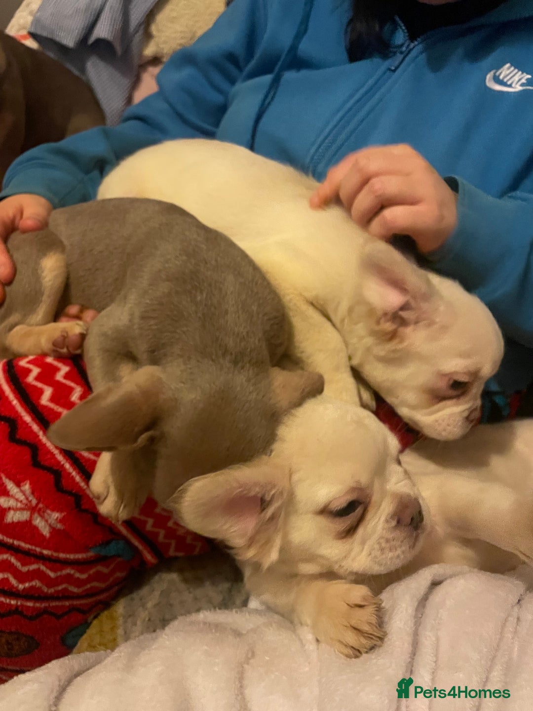 French Bulldog dogs for sale: 🐾 7 of the most Loving French Bulldogs 🐾🐶🩷 - Image 14
