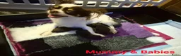Chihuahua dogs for sale: ❤️Stunning Chocolate Chihuahua Puppies 🐾 - Advert 9