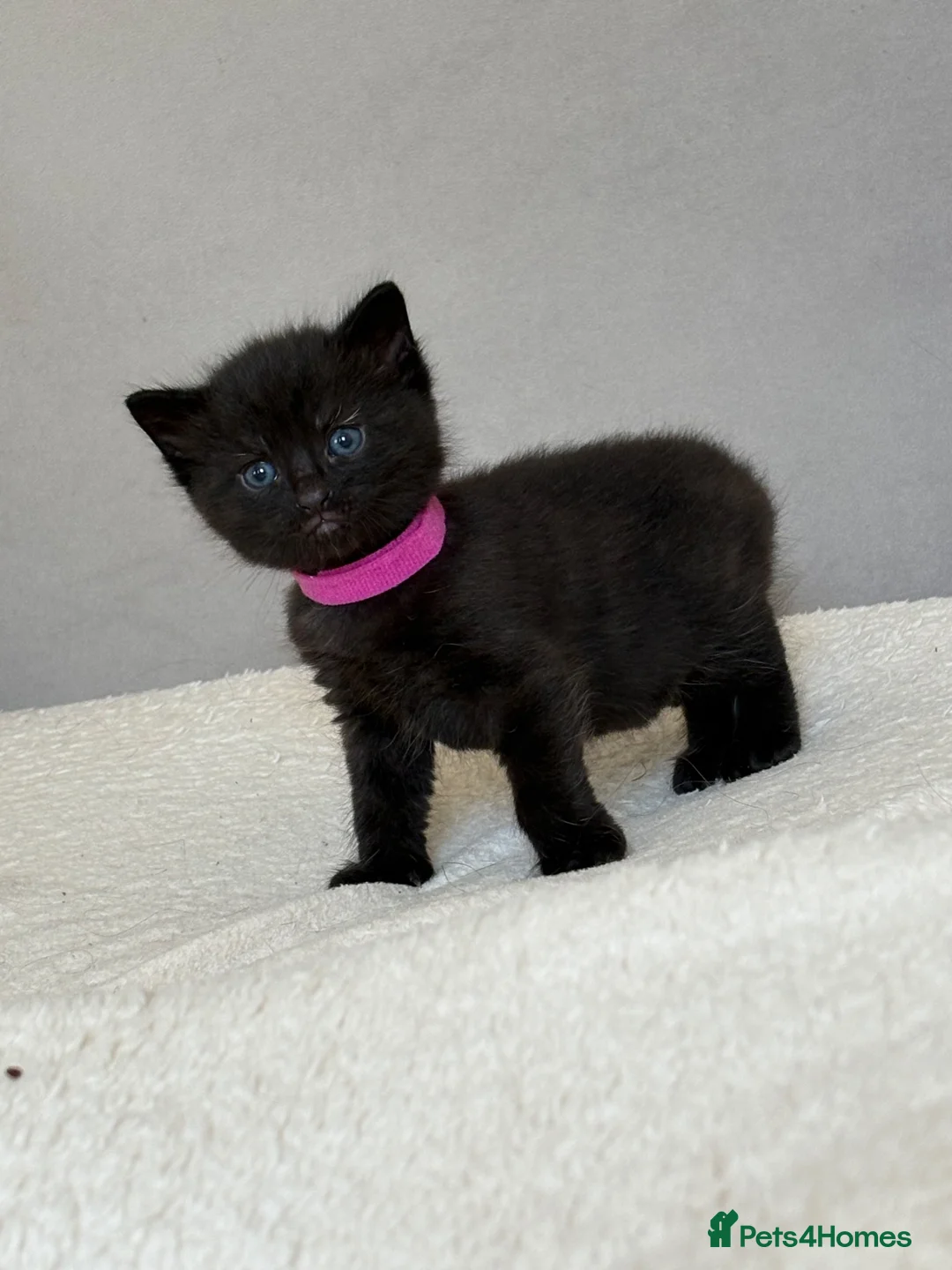 Mixed Breed cats for sale: Maine Coon mix kittens for sale - Advert 10