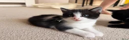 Mixed Breed cats for sale: Kittens available  - Advert 21