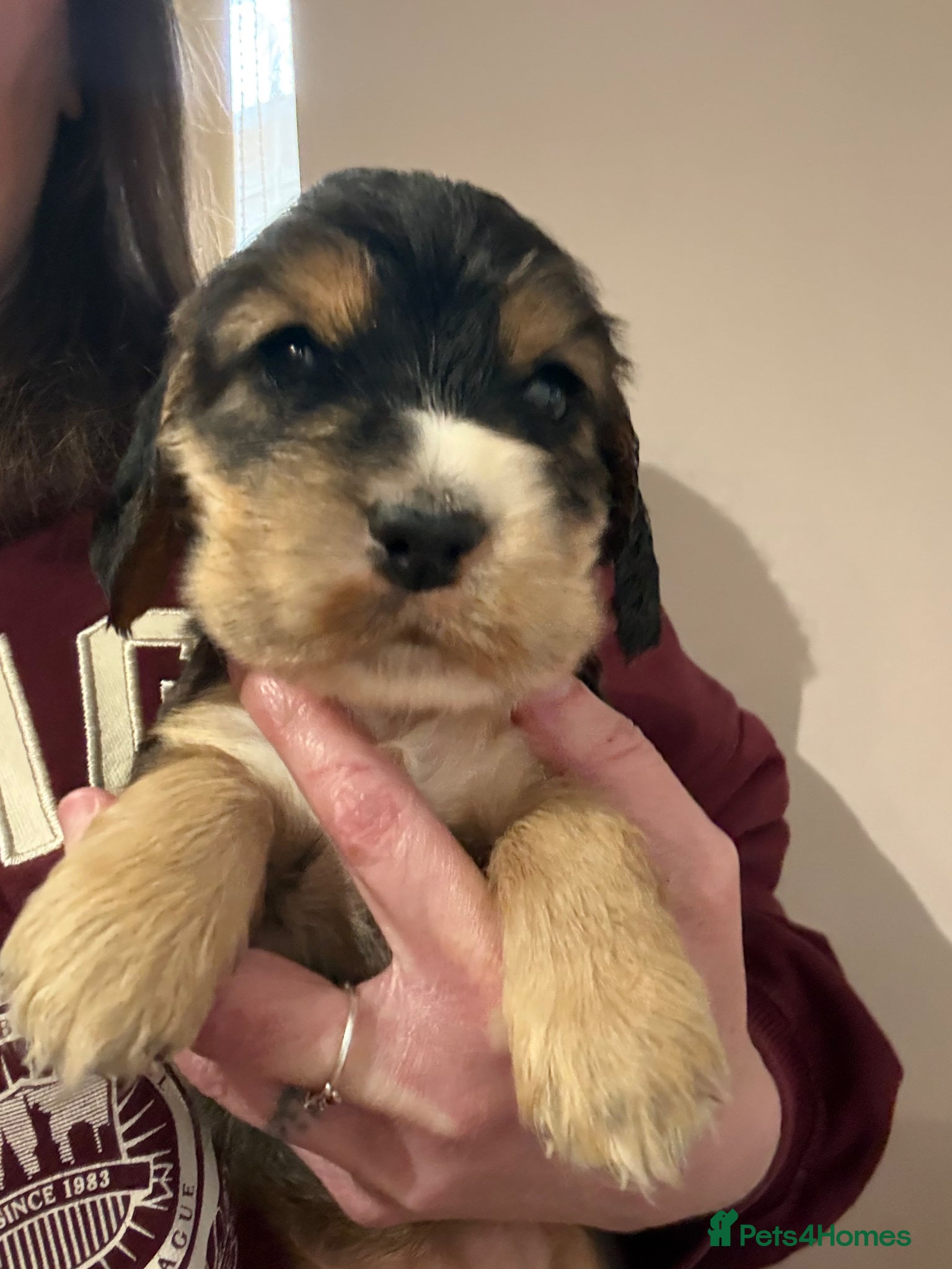 Cocker Spaniel dogs Beautiful Kc reg litter of show type cockers   - Advert 1