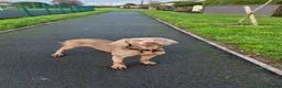 Weimaraner dogs for sale: New home for Skye - Advert 3