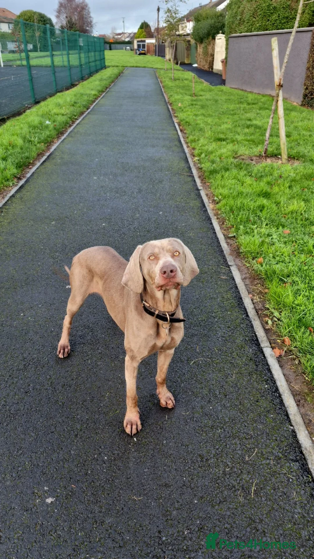 Weimaraner dogs for sale: New home for Skye - Advert 3