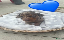 Dachshund dogs for sale: Gorgeous Dachshund Puppies - Image 4