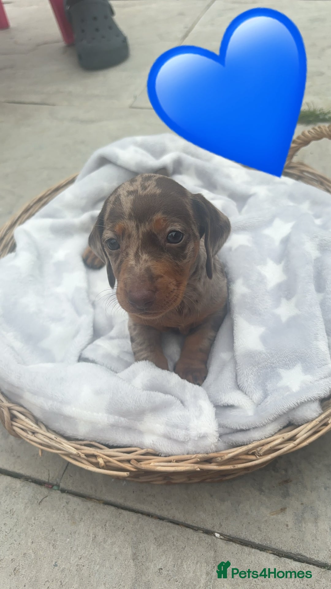 Dachshund dogs for sale: Gorgeous Dachshund Puppies - Image 4