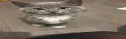 British Shorthair cats for sale: 5 beautiful BSH x Ragdoll kittens  - Advert 6