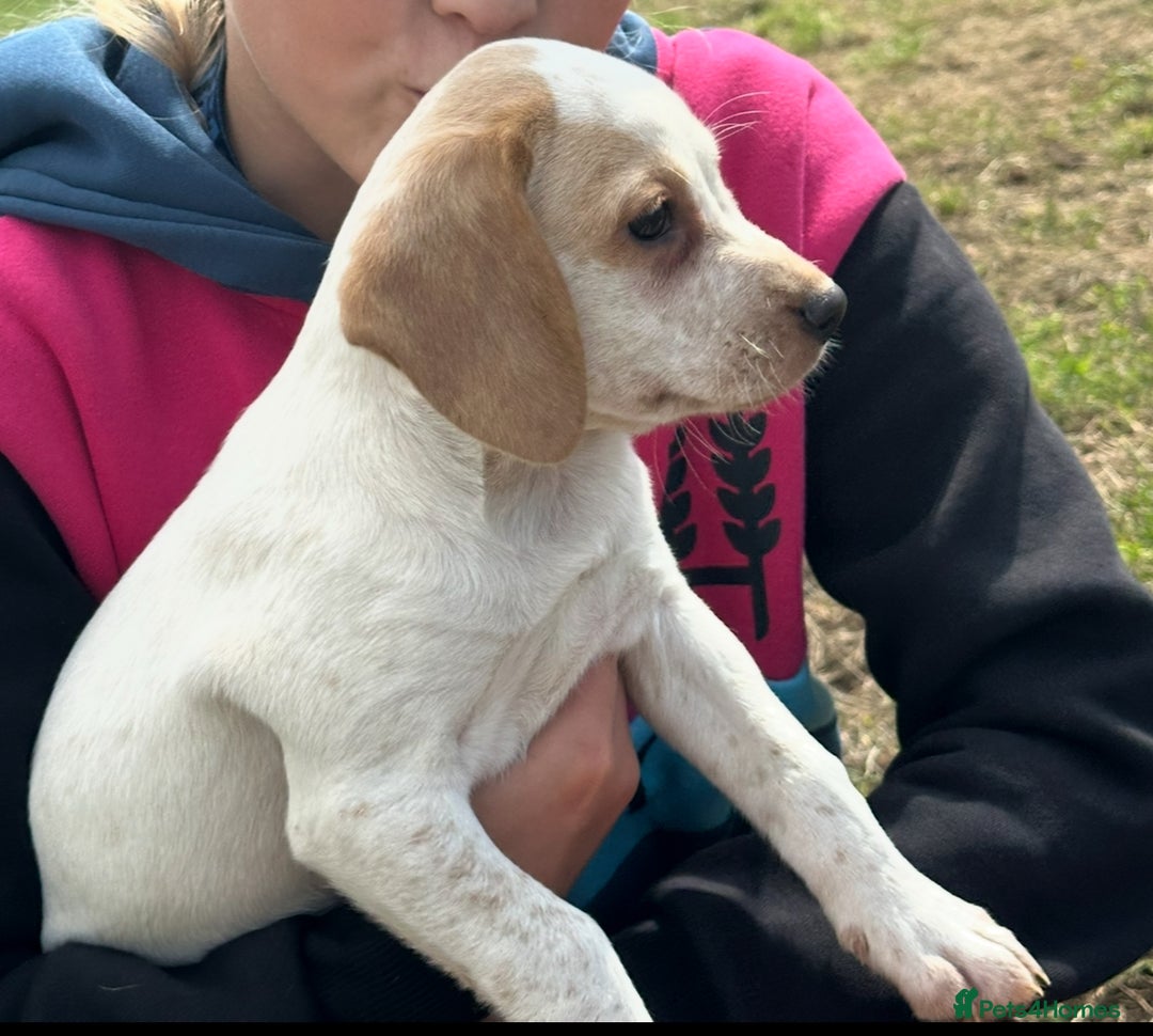 Bocker dogs for sale: Cocker Spaniel X Beagle - Image 2