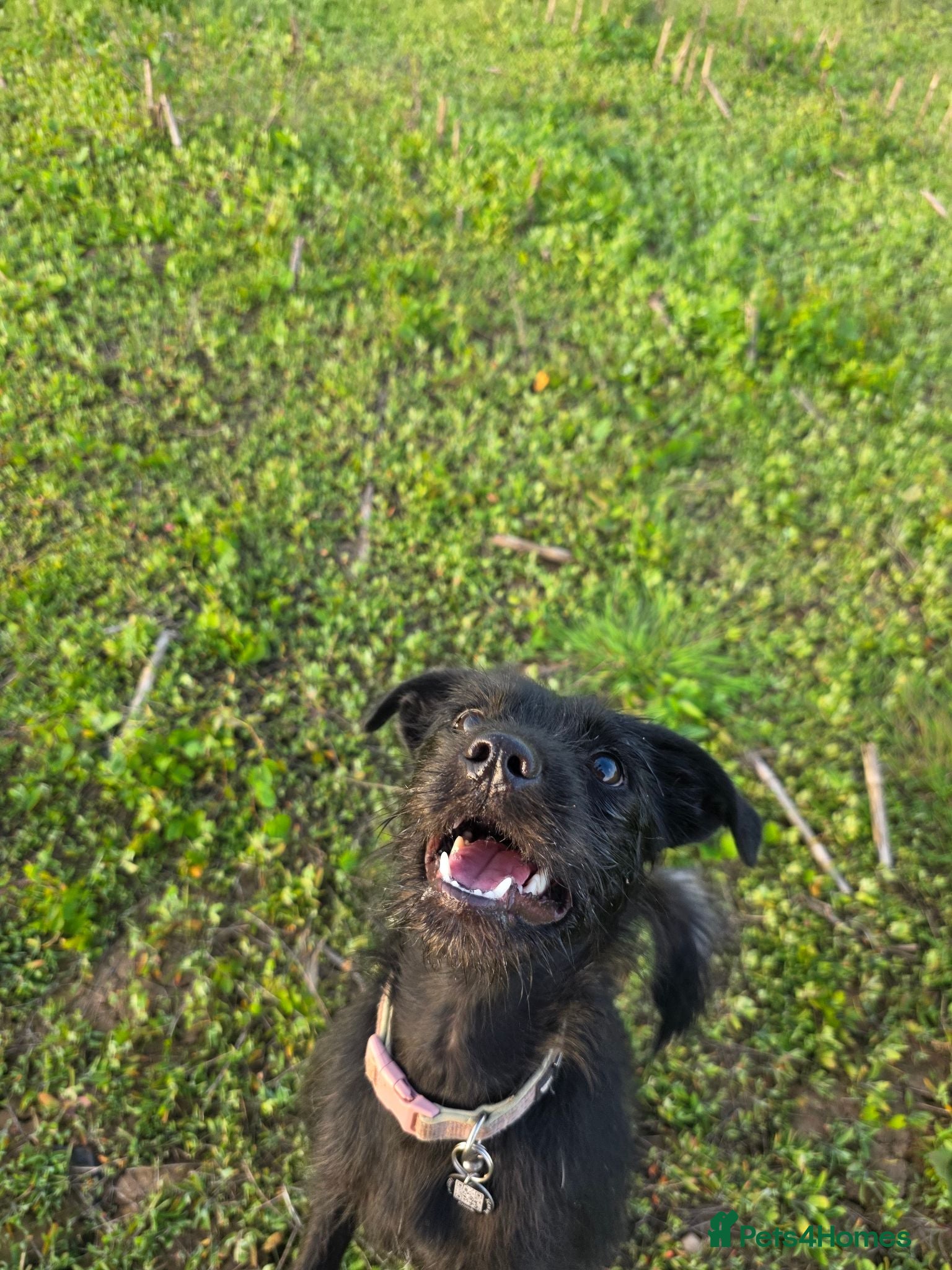 Mixed Breed dogs Patterdale x sausage , Patterdale puppies - Advert 1