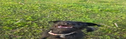 Mixed Breed dogs for sale: Patterdale x sausage , Patterdale puppies - Advert 1