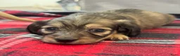 Miniature Dachshund dogs for sale: Long Haired Cream/Shaded Cream KC Mini Dachshunds  - Advert 22