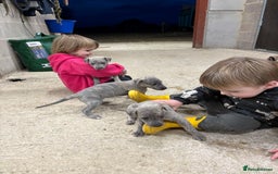 Mixed Breed dogs for sale: Bedlington whippet puppies  - Advert 9