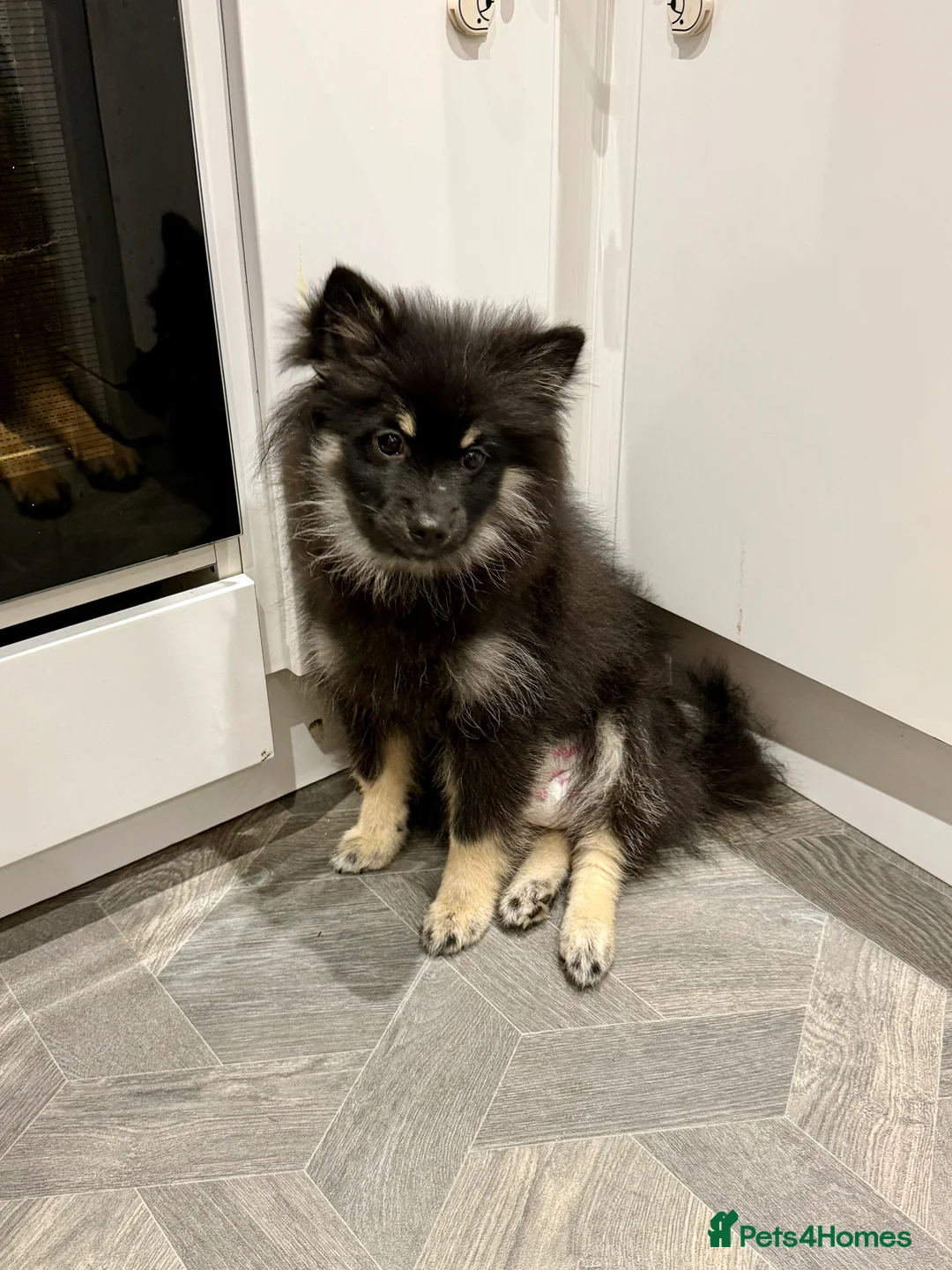 Pomeranian dogs for sale: Sweet Pomeranian girl  - Advert 3