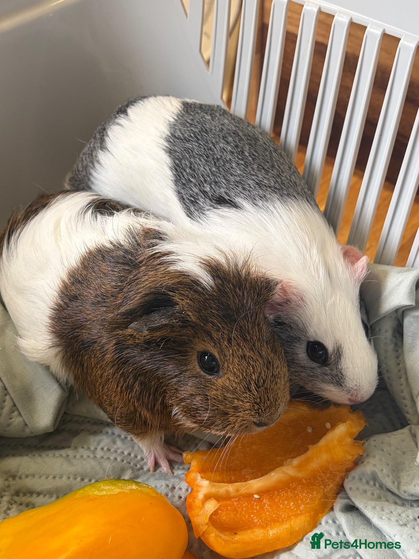 Guinea Pig rodents for sale: pair of female guinea pigs  - Advert 15