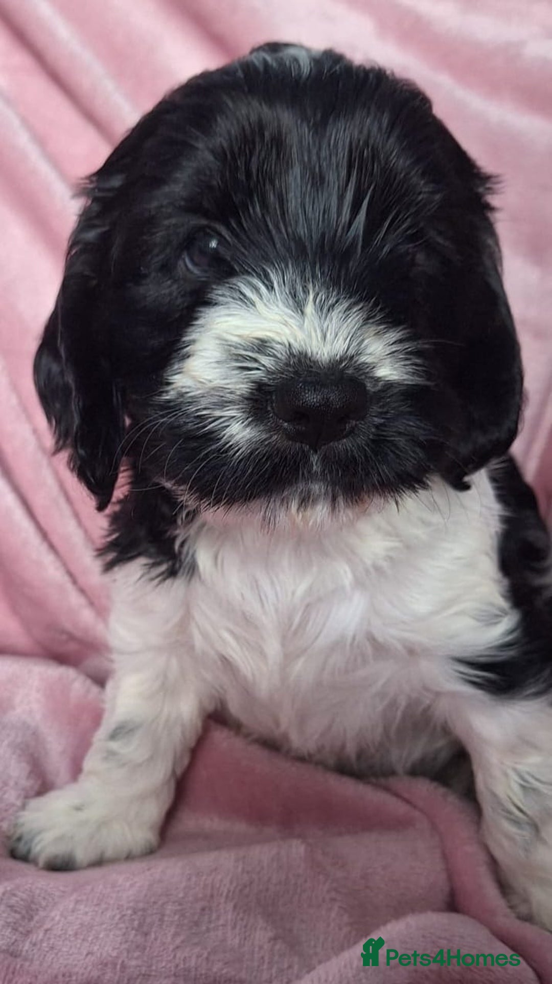 Cockapoo dogs for sale: Gorgeous F1b Cockapoo Puppies  Ready at 8 Weeks 🐾 - Image 8