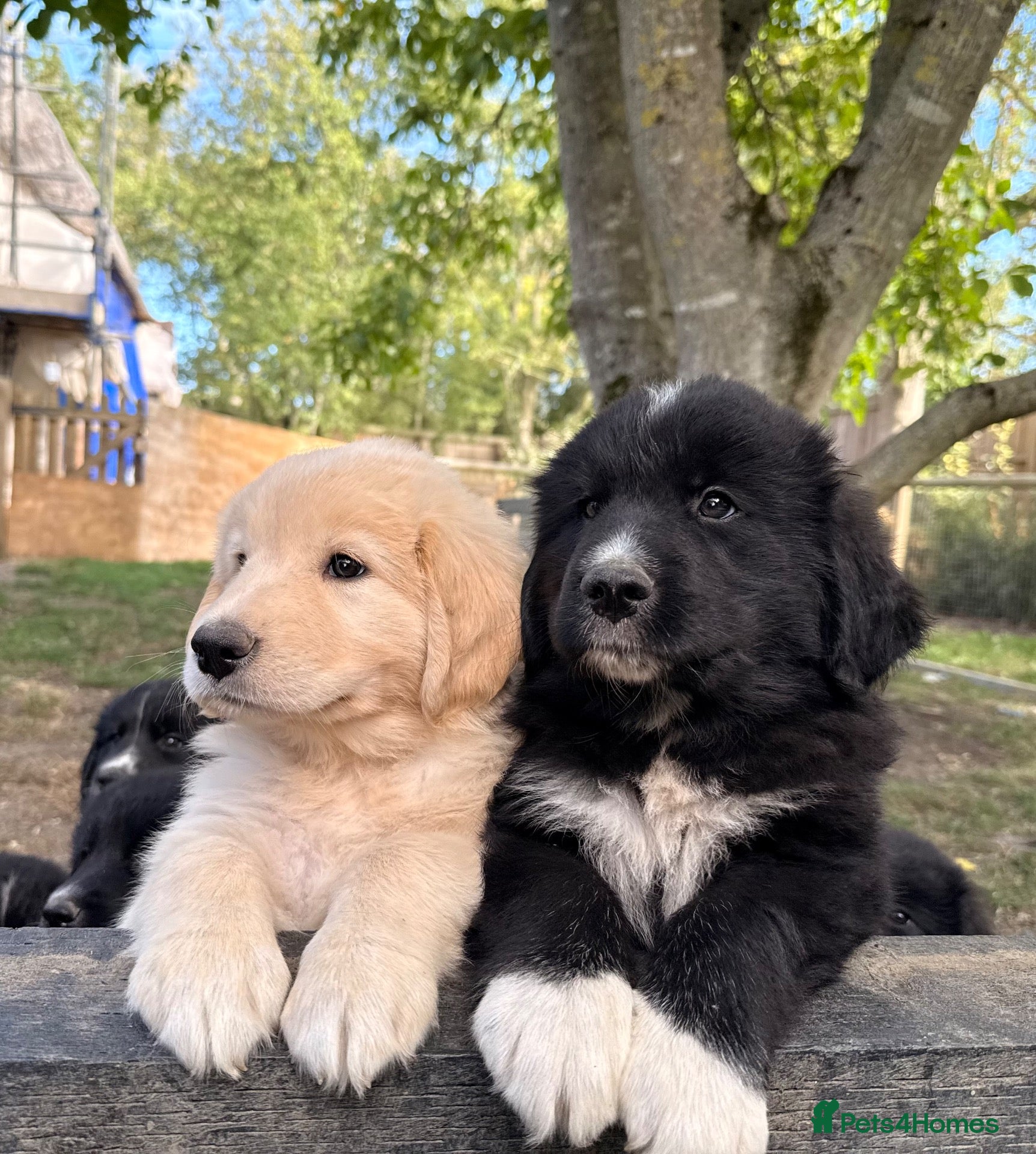 Mixed Breed dogs Golden Pyrenees- Golden Retriever x Pyrenean - Advert 2