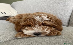 Australian Labradoodle dogs for sale: Aussie Doodle Lottie, 7 Months Old - Image 10