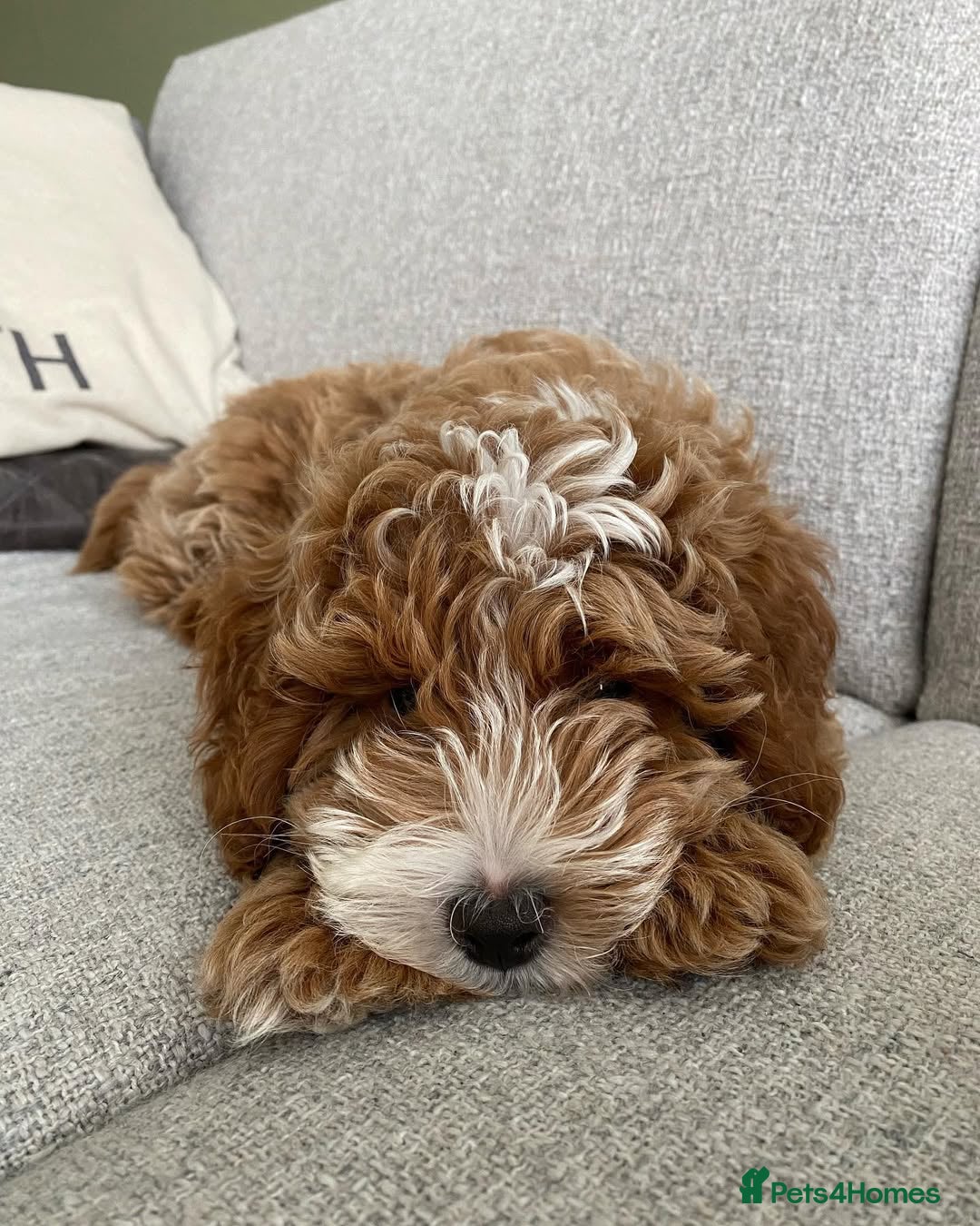 Australian Labradoodle dogs for sale: Aussie Doodle Lottie, 7 Months Old - Image 10