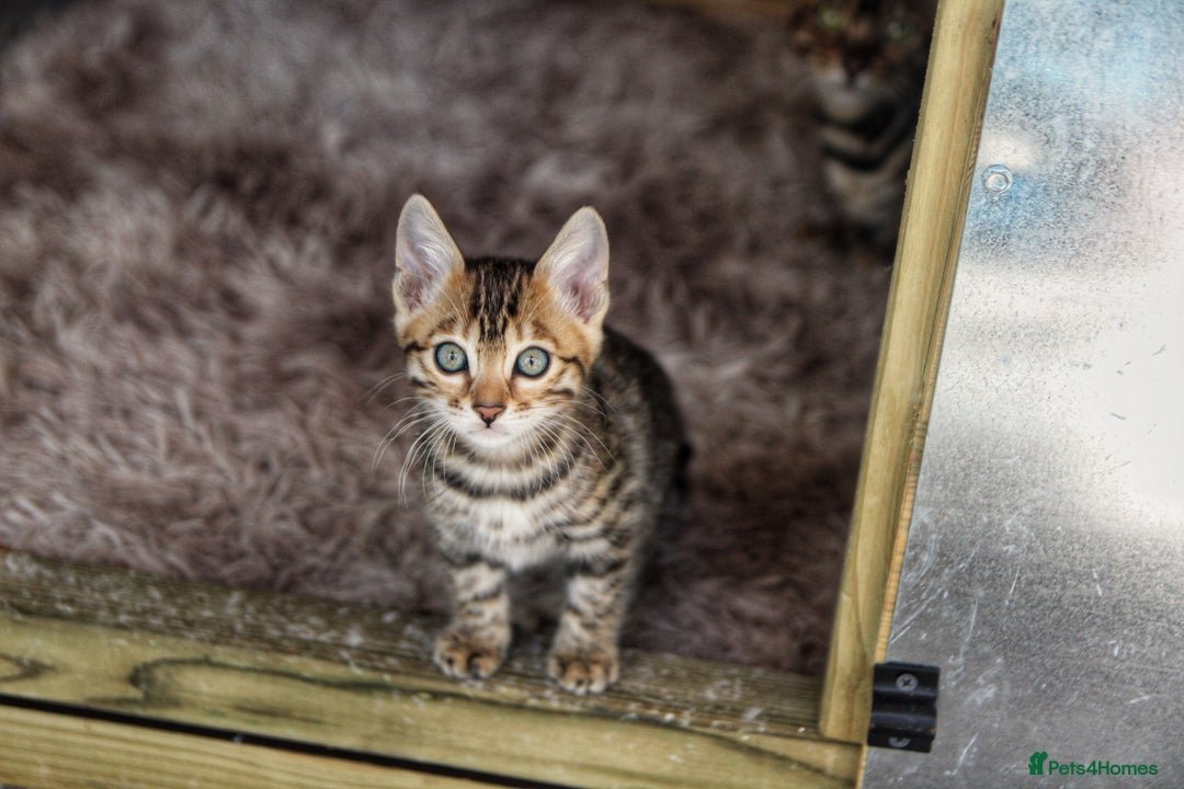 Bengal cats for sale: 🤎 WORLD CLASS BENGALS 🤎 - Advert 9