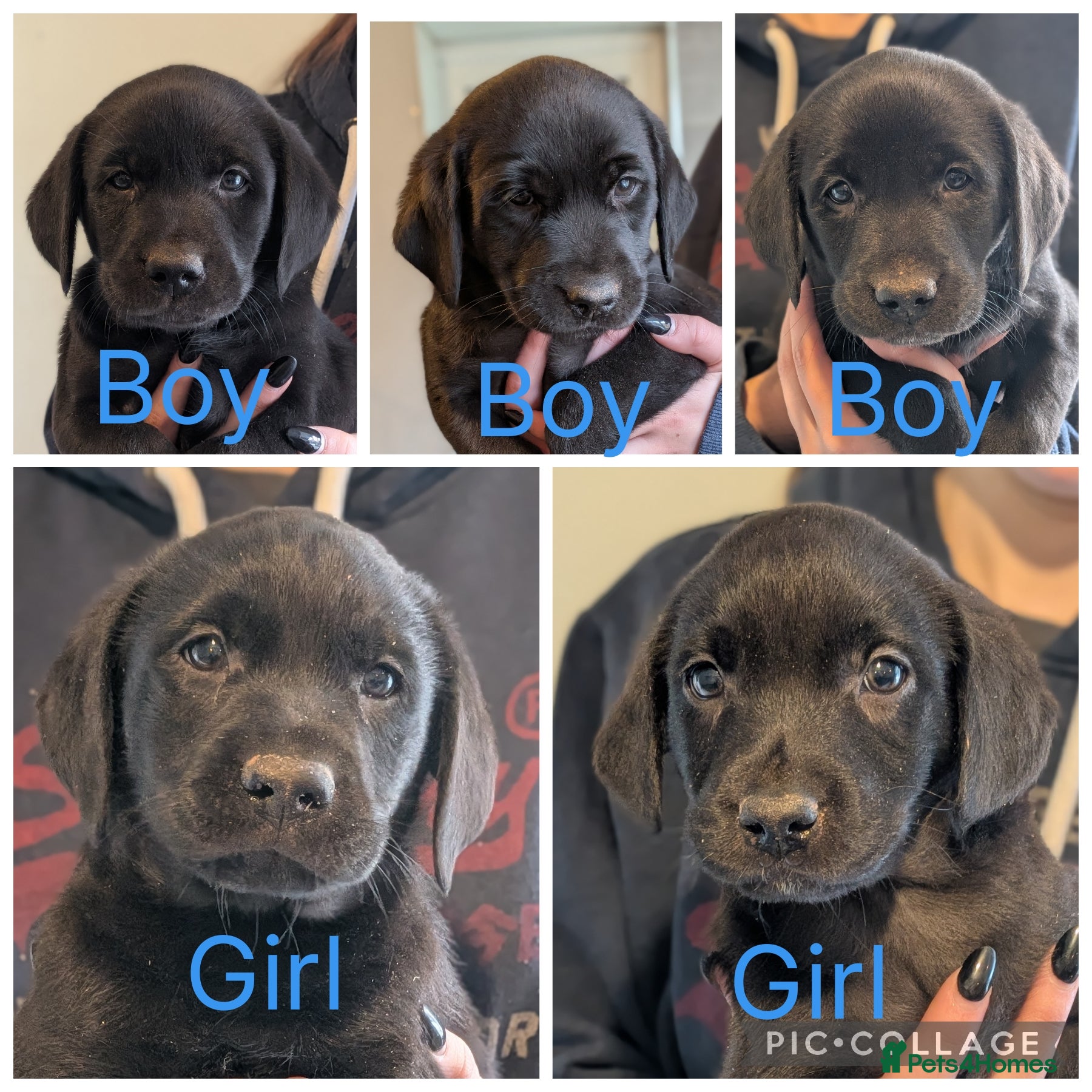 Labrador Retriever dogs KC'd Working/Trialing Pedigree  - Advert 1