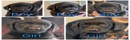 Labrador Retriever dogs for sale: KC'd Working/Trialing Pedigree  - Advert 1