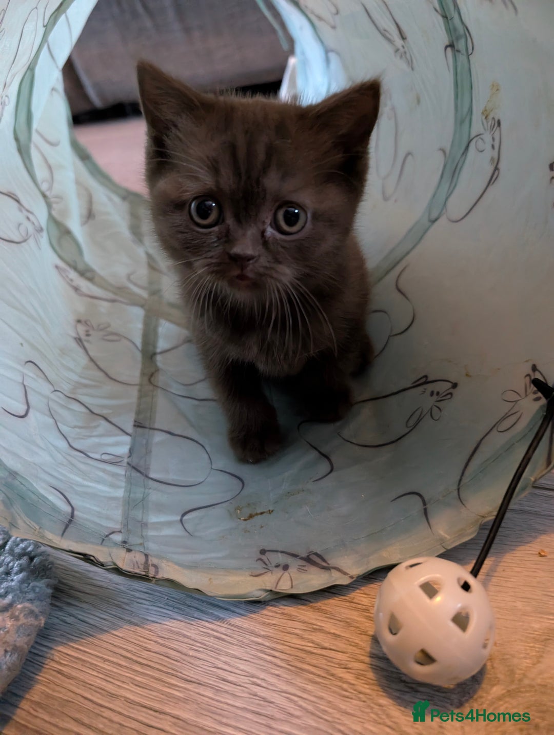British Longhair cats for sale: 4 British hair kittens  - Image 3