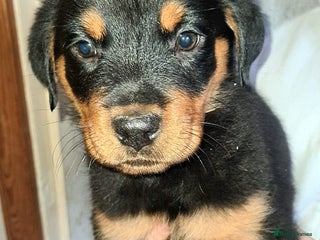 Rottweiler dogs Beautiful rottweiler puppys - Advert 6