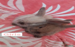 Mixed Breed rabbits for sale: Updated in 7 November bunnies - Advert 16