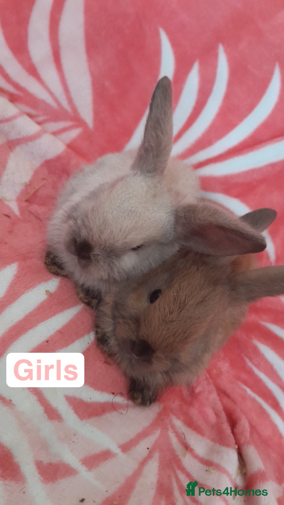 Mixed Breed rabbits for sale: Updated in 7 November bunnies - Advert 16