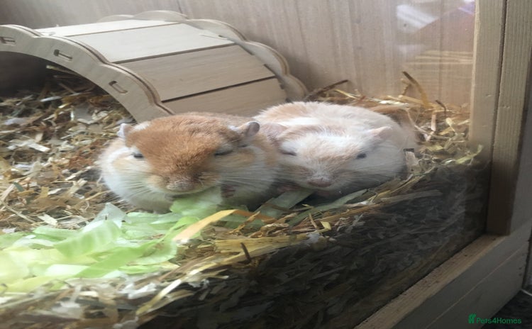 Gerbil rodents - Advert 2