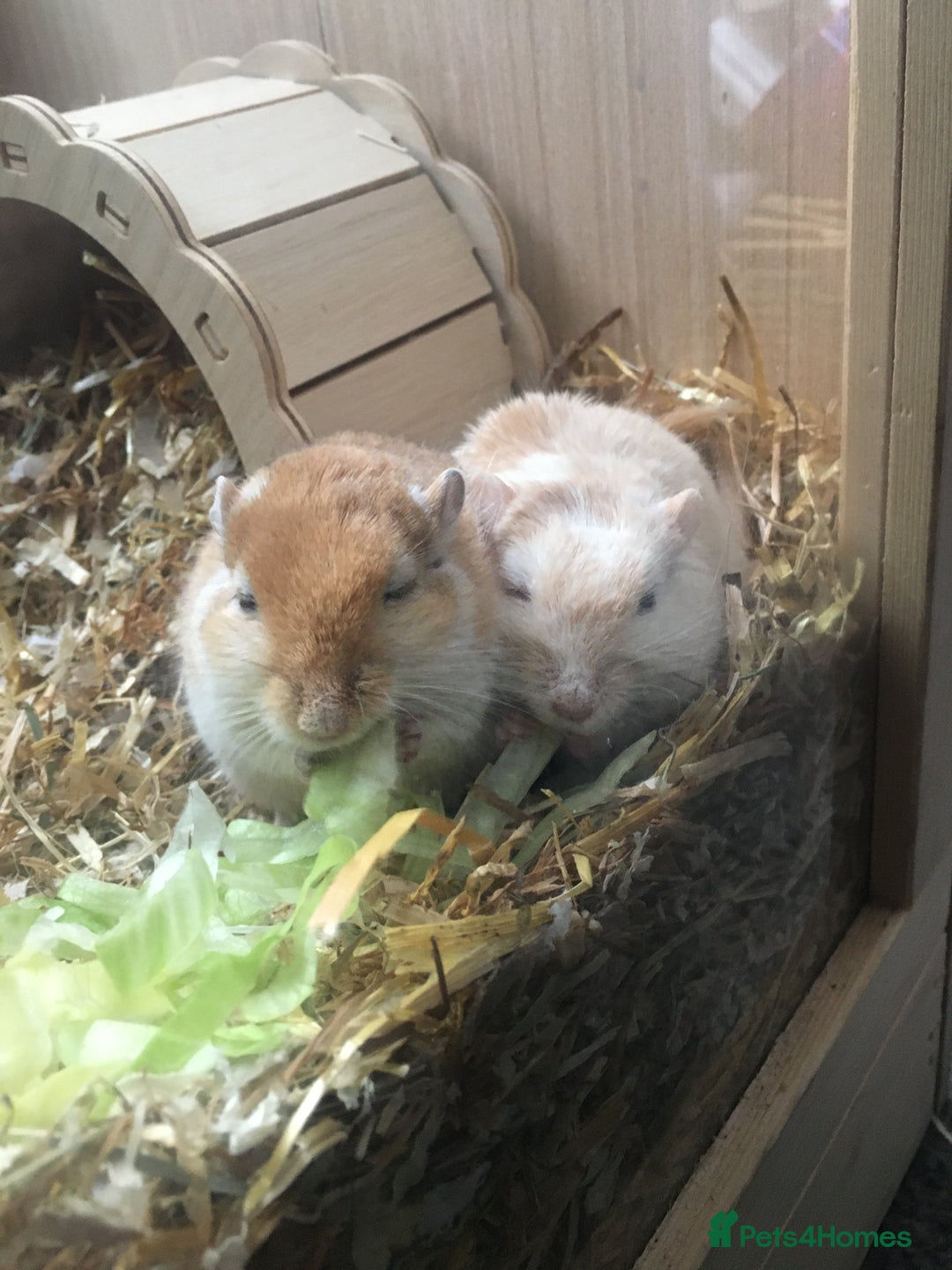 Gerbil rodents for sale: 2 Female Gerbils / With cage - Image 1