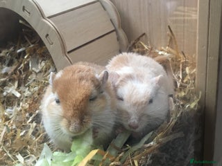 Gerbil rodents - Advert 2