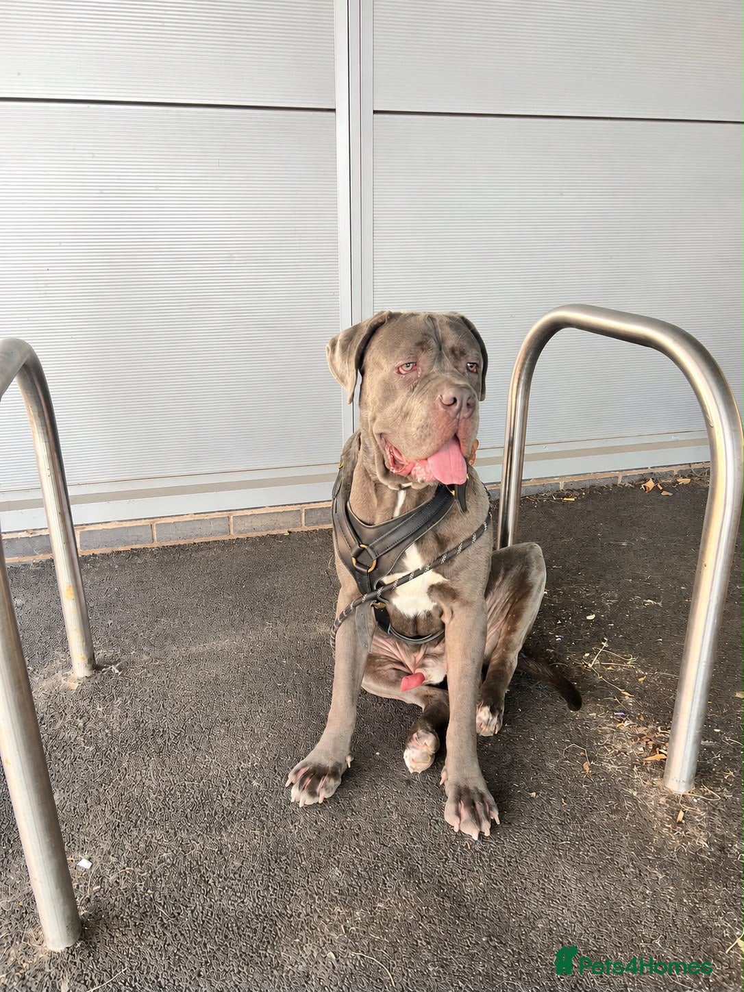 Cane Corso dogs Gorgeous blue cane corso male  - Advert 1