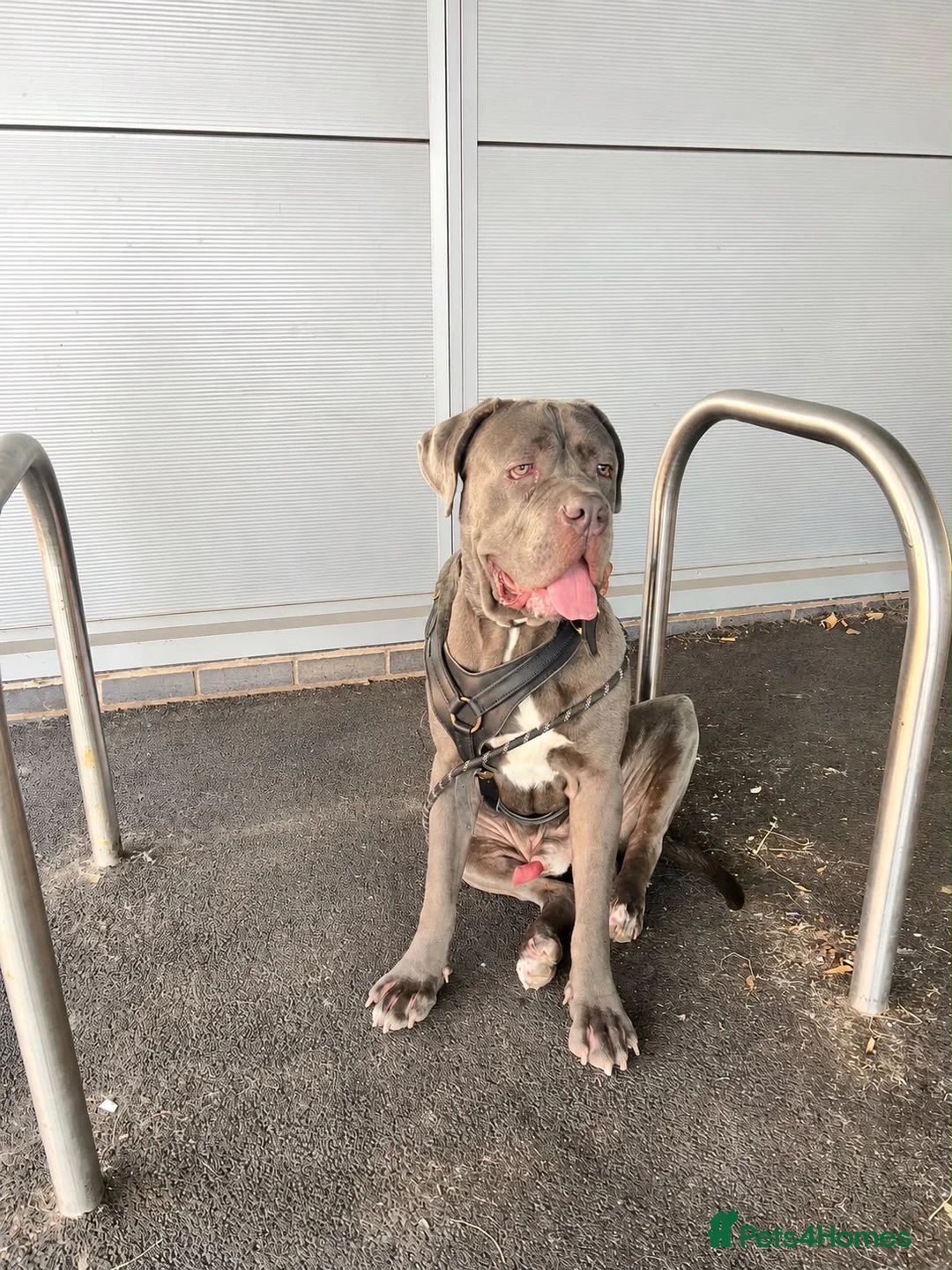 Cane Corso dogs for sale: Gorgeous blue cane corso male  - Advert 1