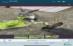Mixed Breed rabbits for sale: 2 female bunnies - Image 3