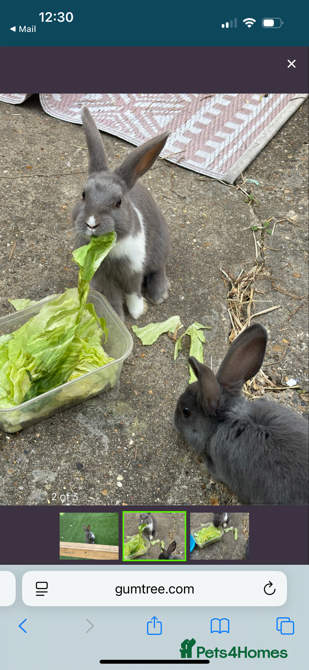 Mixed Breed rabbits for sale: 2 female bunnies - Image 3