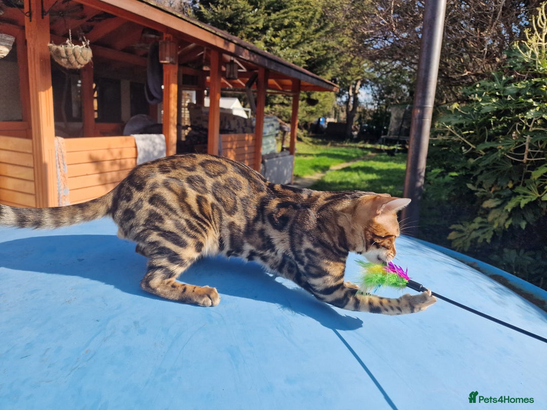 Bengal cats for stud: Bengal cat for stud, Fabio. in Peterborough - Image 25