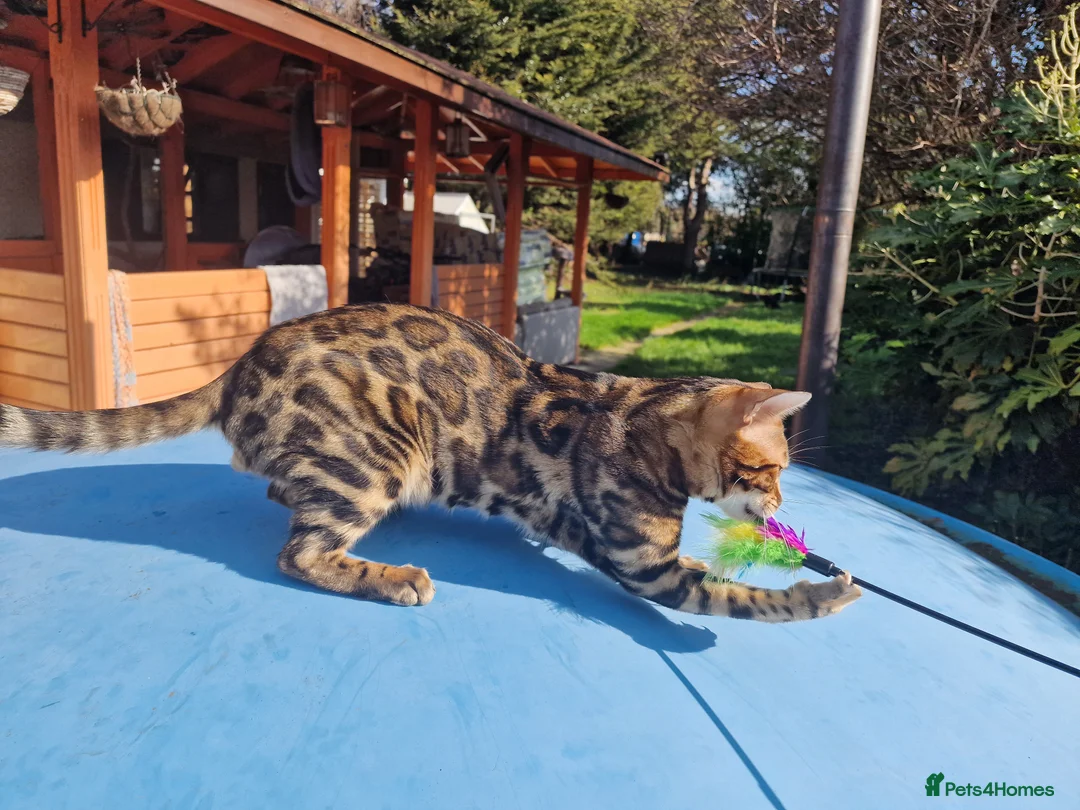 Bengal cats for stud: Bengal cat for stud, Fabio. in Peterborough - Advert 25