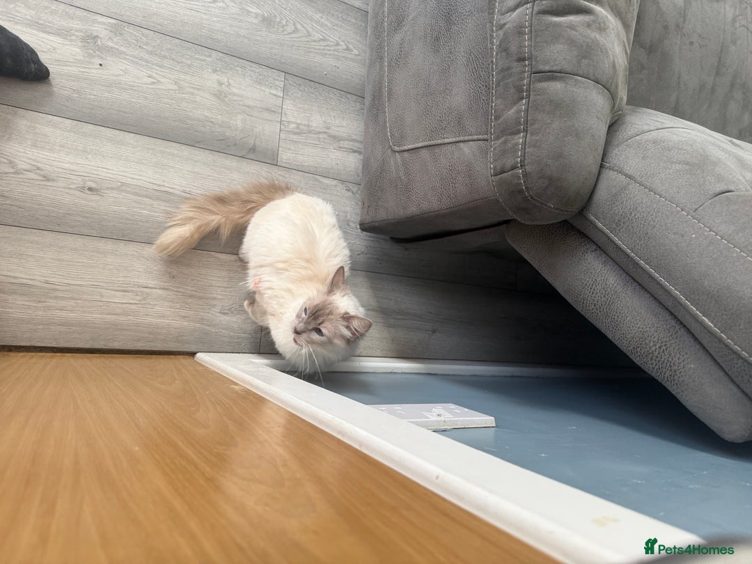 Ragdoll cats for sale: GCCF Ragdoll kittens beautiful litter  - Image 13