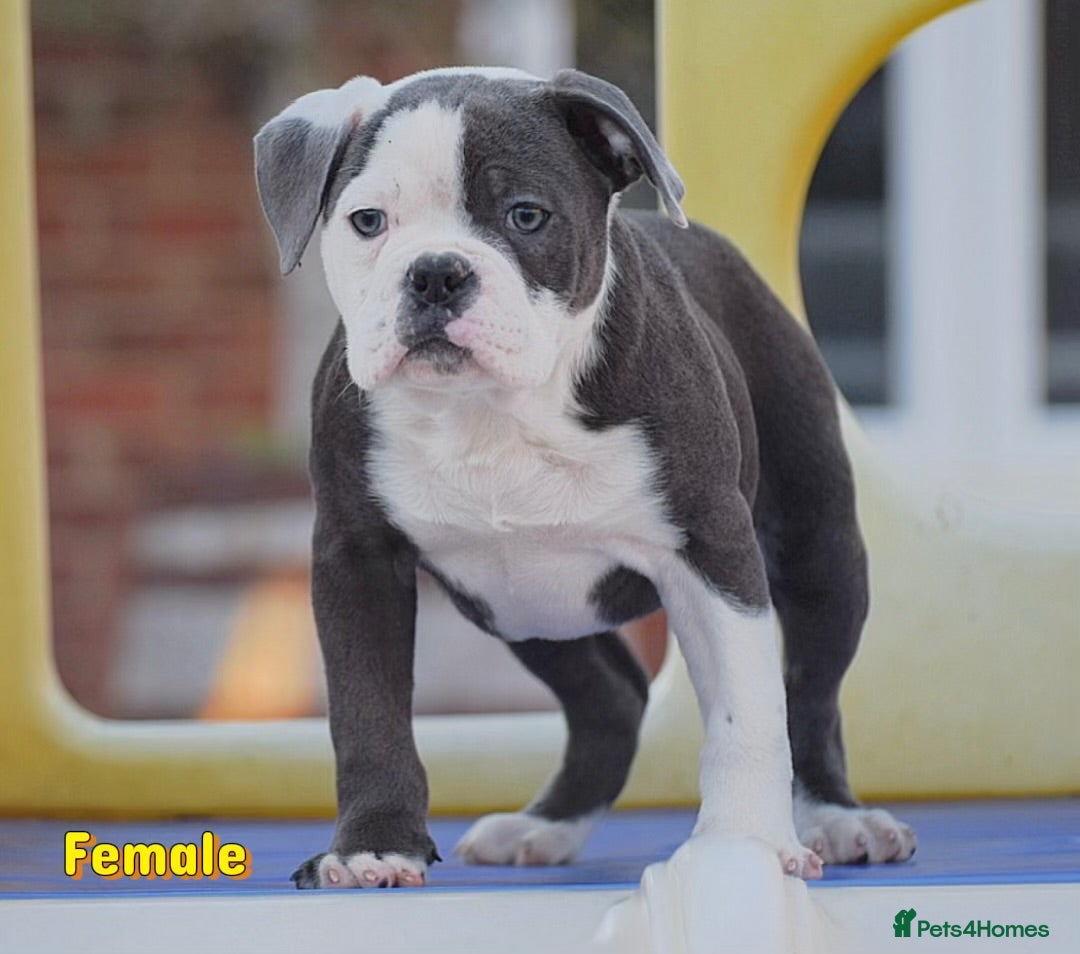 Old Tyme Bulldog dogs 23 years 5⭐️Rated Licensed professionals  - Advert 1