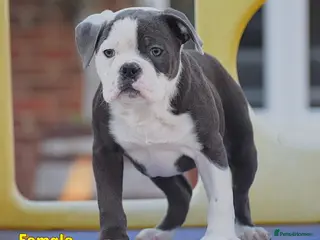 Old Tyme Bulldog dogs 23 years 5⭐️Rated Licensed professionals - Advert 1