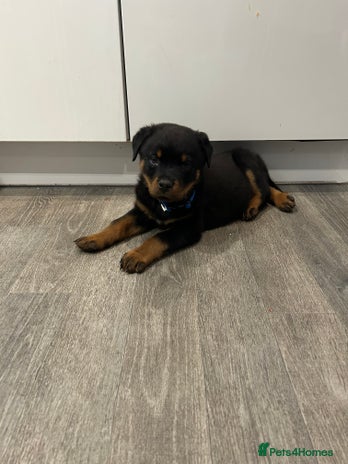 Rottweiler dogs Rottweiler puppy - Advert 1