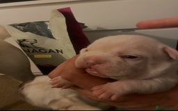 French Bulldog dogs for stud: JIM BOY is for stud DWKC registered no AI in West Molesey - Image 12